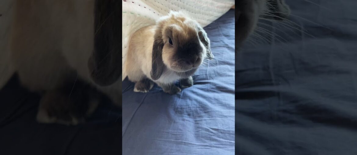 cute rabbit playing peek a boo! #shorts cute rabbit playing peek a boo! #shorts