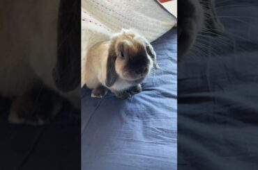 cute rabbit playing peek a boo! #shorts