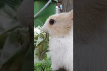 Cute Bunny Rabbit Playing #shorts