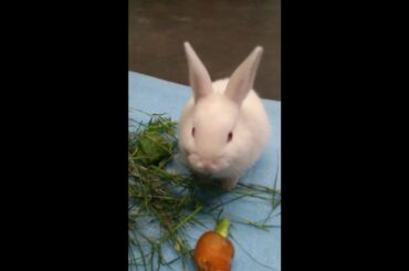 Cute Baby Bunny Rabbit | Cute Bunny || #Shorts