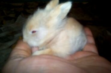 Wow More Little Tiny Cute Rabbit Baby's. Rabbit and Bunny