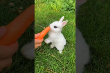 cute rabbit bunny