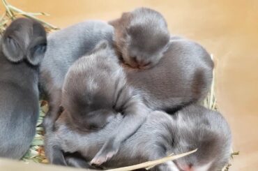 Sleeping cute bunny/baby rabbit (8 days old) / lullaby