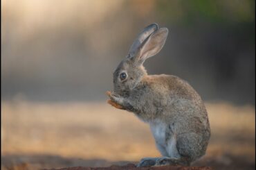 Cute rabbit drinking water and washing his face (slow motion)