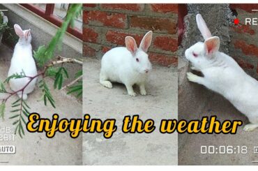 Rabbit Enjoying the Beautiful Weather | Cute Rabbit Hunny D Bunny