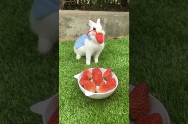 Cute bunny eating strawberry