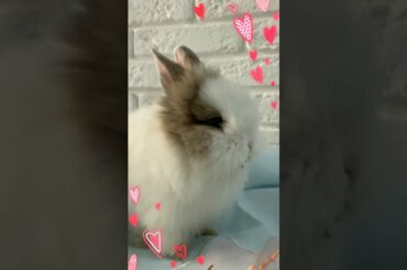 Funny and Cute Baby Bunny Rabbit Video- Cutest Baby Animals video.#Shorts.