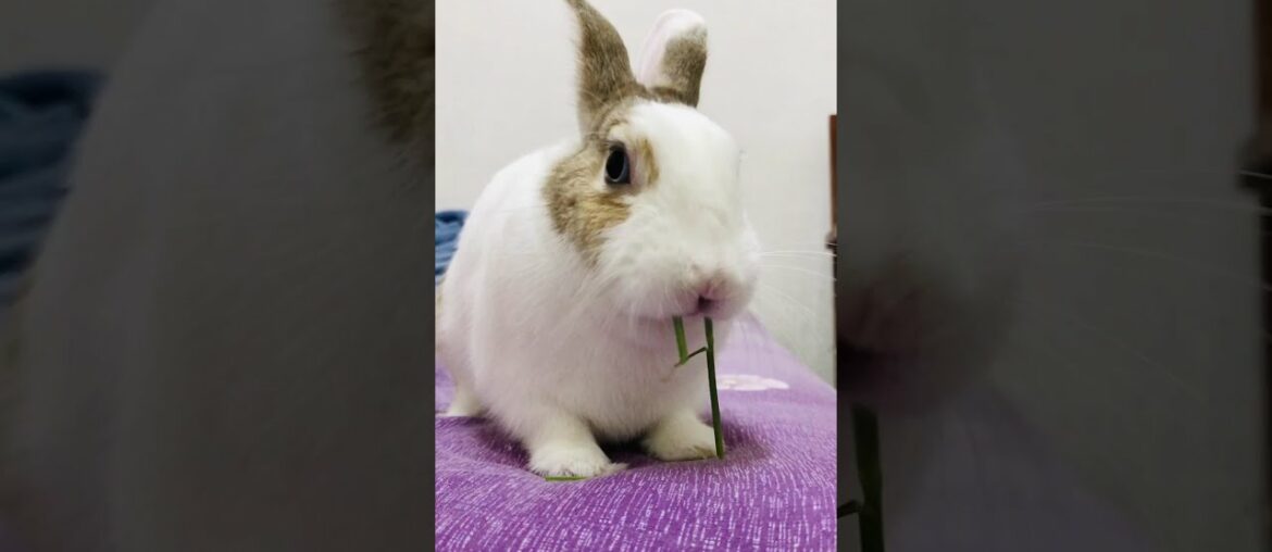 Cute rabbit eating grass #shorts