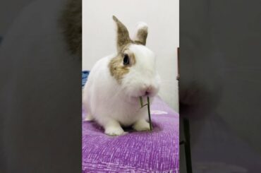 Cute rabbit eating grass #shorts
