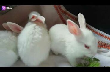 Cute bunny baby