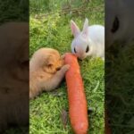 Cute rabbit carrot & cat & dog