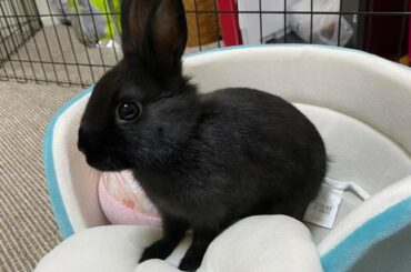 Cute Baby Bunny | Baby Rabbits | Baby Bunnies | Baby Animals