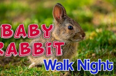 Baby Rabbit Walk Night || Baby Rabbit Food Searching || Cute Baby bunny rabbit