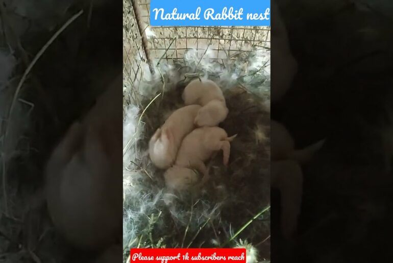 natural Rabbit Nest | new born babies | cute Bunny's #short #viral #trending #pleasssupport 1k sub