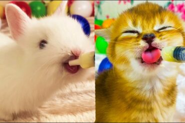 Cute bunny and tiny kitten drink milk