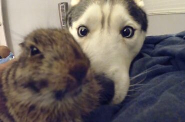 Husky Meets Baby Rabbit! (Best Friends?!)
