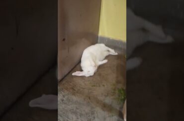 cute bunny || #shorts