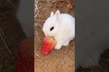 Cute bunny(rabbit) eating strawberry