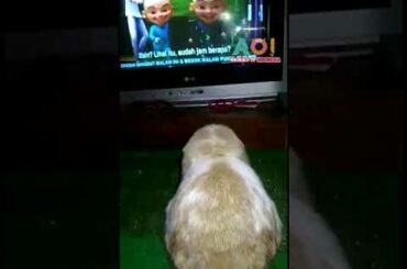 Cute Rabbit Watching TV