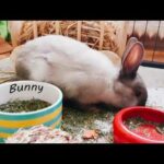 Cute Rabbit-Bunny 2021