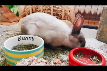 Cute Rabbit-Bunny 2021