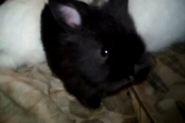 Cute Tiny Rabbit Baby Bunnies Growing Up. Rabbit and Bunny