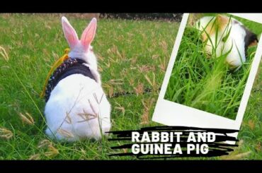 Cute rabbit and Guinea pig roaming around