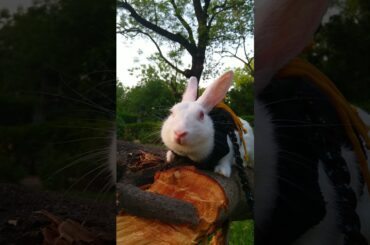 Cutest bunny #shorts