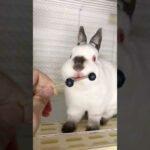 Cute rabbit bunny ASMR