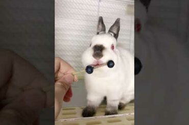 Cute rabbit bunny ASMR