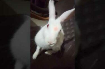 Cute rabbit