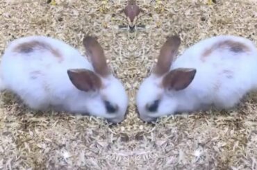 Feeding the Cute Bunny / Rabbit