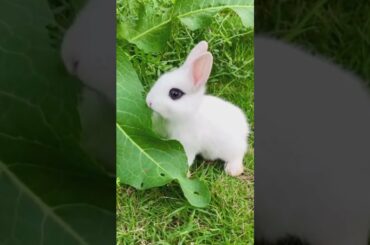 cute rabbit     bunny