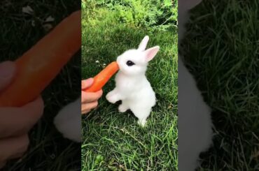 Cute Bunny Rabbit eating Carrot | Cute Rabbit Videos