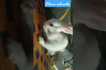 cute rabbit Bunnys #short #viral #trending #ytshort please support me friends 1k subscriber s reach