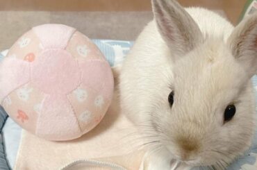 Cute Baby Bunnies Playing | | Baby Bunnies Playing | Baby Bunny | Pet Bunnies