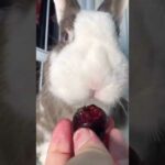 cute rabbit eating cherries ASMR