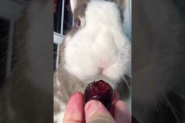 cute rabbit eating cherries ASMR
