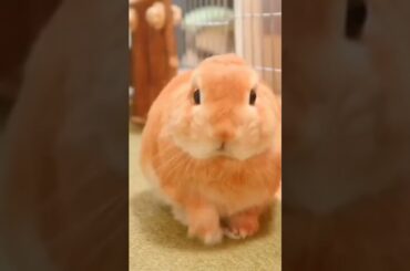 Cute Rabbit #1 #shorts #shortsvideo