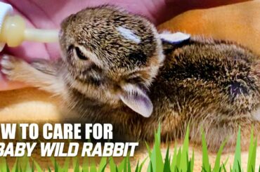 How I Cared For Baby Cottontail - Things to know
