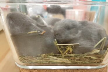 Cute bunny/baby rabbit started eating hay (12 days old) / Happy Music