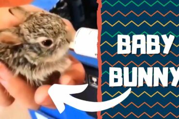 Cute Baby Bunny