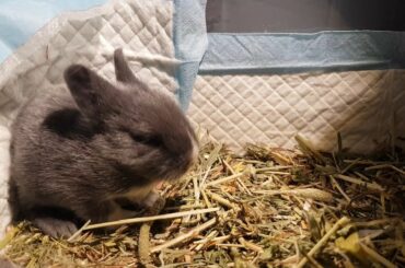 Cute bunny/baby rabbit exploring (13 days old) / Happy music