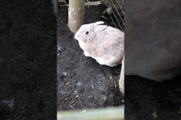 Cute Rabbit !