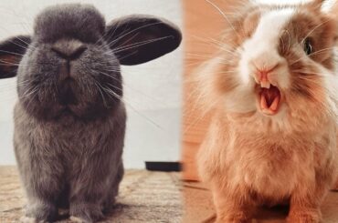 Funny Bunny | Funny Bunny Videos | Cute Baby Bunny Rabbit Videos | Cute Rabbit Videos