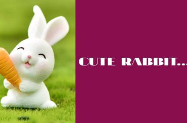 CUTE RABBIT/RABBIT/Beutiful animals