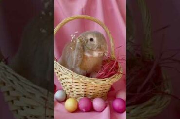 Cute rabbit   #shorts
