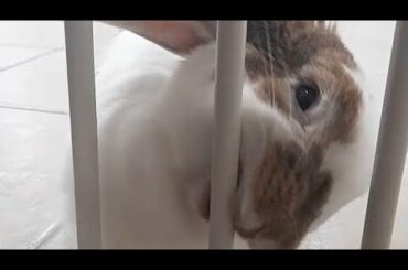 Fence breaker -Hazel, lop ear bunny, obsessed with escape fence.Cute rabbit mouth.