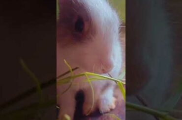 Cute Rabbit Lucky #shorts video