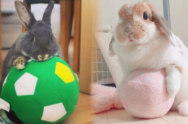 Cute Rabbit | Cute Rabbit Videos | Cute Rabbit Baby | Cute Bunny Rabbit | Cute Rabbits (2021)